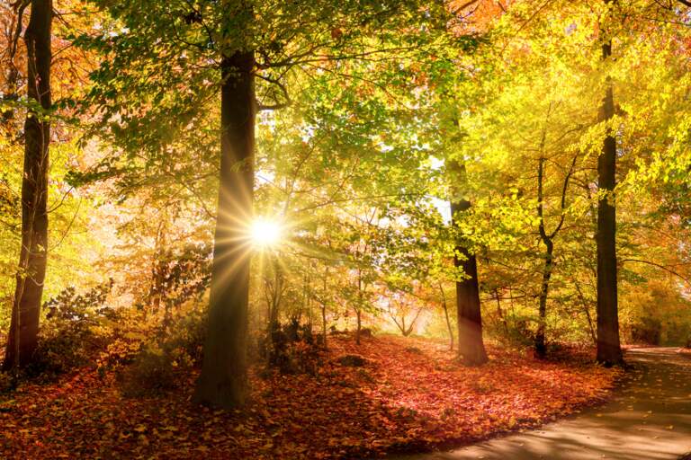 WALKING FORWARD IN THE LIGHT: Part 1