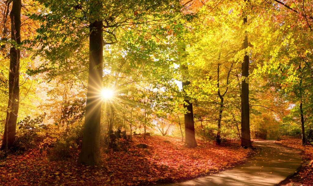 WALKING FORWARD IN THE LIGHT: Part 1